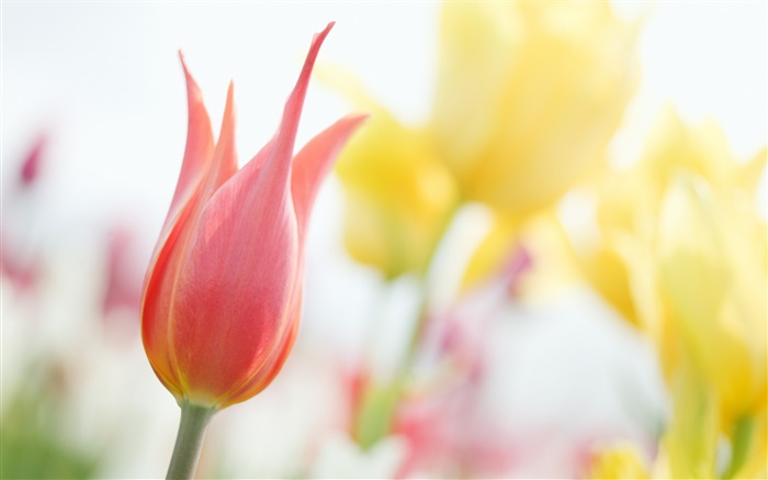 Tulipán rojo, bokeh Fondos de pantalla, imagen