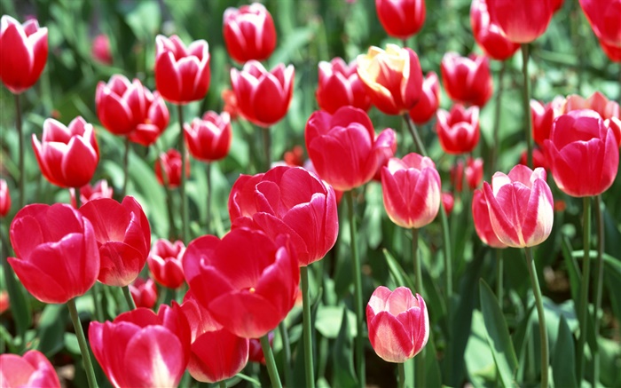 Flores rojas del tulipán close-up Fondos de pantalla, imagen