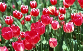 Flores rojas del tulipán close-up HD fondos de pantalla