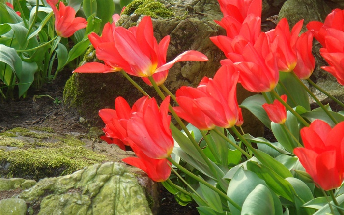 Flores rojas del tulipán vista lateral campo Fondos de pantalla, imagen