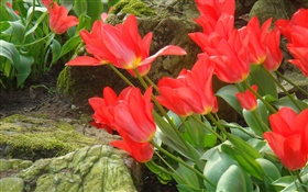 Flores rojas del tulipán vista lateral campo