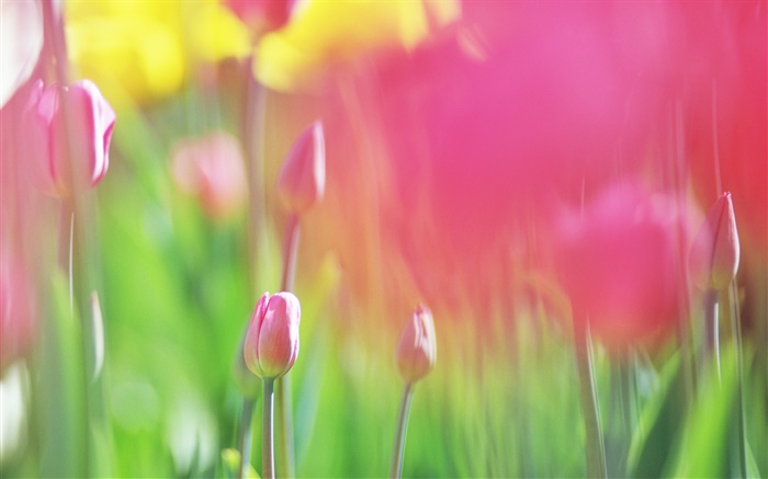 Flores de los tulipanes rojos, fondo borroso Fondos de pantalla, imagen
