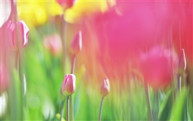 Flores de los tulipanes rojos, fondo borroso HD fondos de pantalla