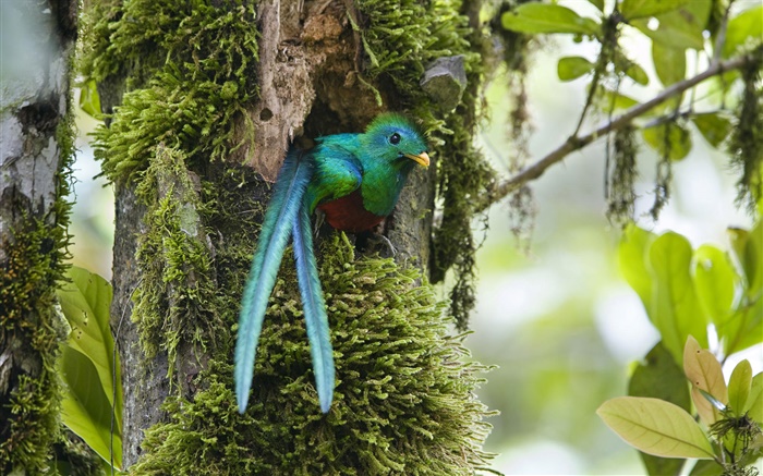Resplandeciente Quetzal, fuera del nido, azul plumas de aves, Costa Rica Fondos de pantalla, imagen