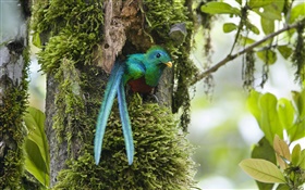 Resplandeciente Quetzal, fuera del nido, azul plumas de aves, Costa Rica HD fondos de pantalla