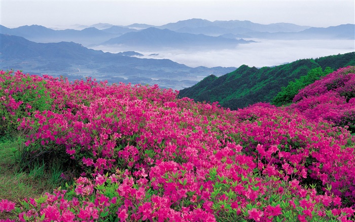Flores del rododendro más de la ladera Fondos de pantalla, imagen