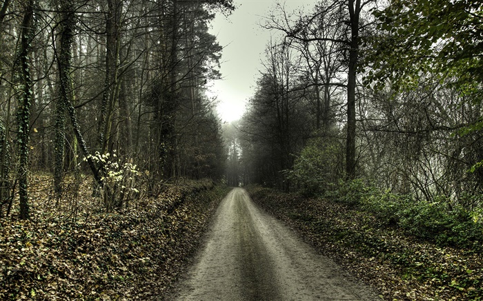Camino, árboles, niebla, amanecer Fondos de pantalla, imagen