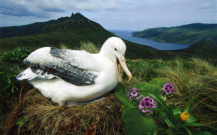 Royal Albatros, nido, Campbell Island, Nueva Zelanda Fondos de pantalla, imagen