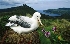 Royal Albatros, nido, Campbell Island, Nueva Zelanda HD fondos de pantalla