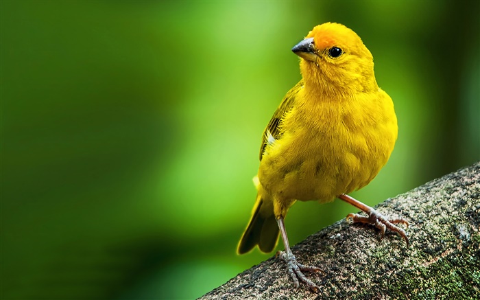 Azafrán pinzón, amarillo pluma pájaro Fondos de pantalla, imagen