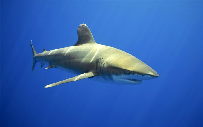 tiburones de aguas Fondos de pantalla, imagen