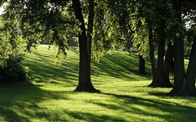 Sombras, la hierba, los árboles, los rayos del sol HD fondos de pantalla