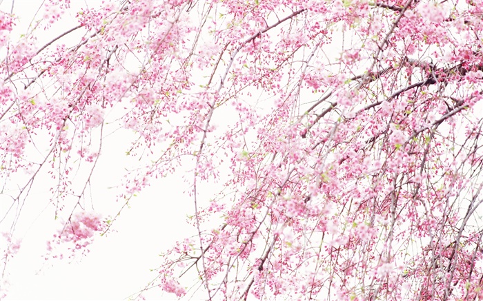 Hermosas flores de primavera, rosa cereza Fondos de pantalla, imagen