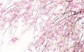 Hermosas flores de primavera, rosa cereza HD fondos de pantalla