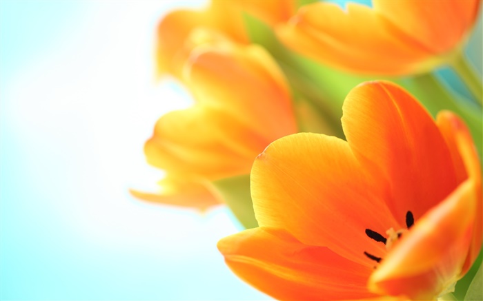 Flores de primavera, tulipanes de color naranja Fondos de pantalla, imagen
