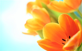 Flores de primavera, tulipanes de color naranja