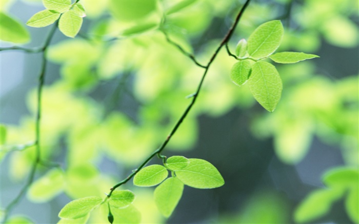 Primavera, hojas verdes Fondos de pantalla, imagen