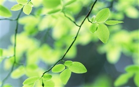 Primavera, hojas verdes HD fondos de pantalla