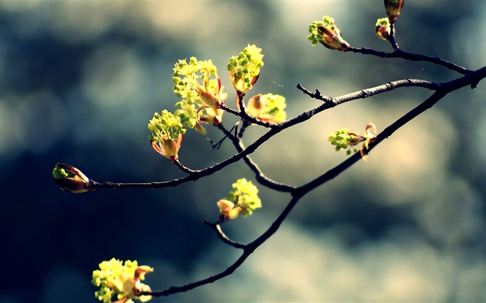 Primavera, ramitas, hojas frescas, bokeh Fondos de pantalla, imagen