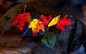Piedras, hojas amarillas, corriente, otoño