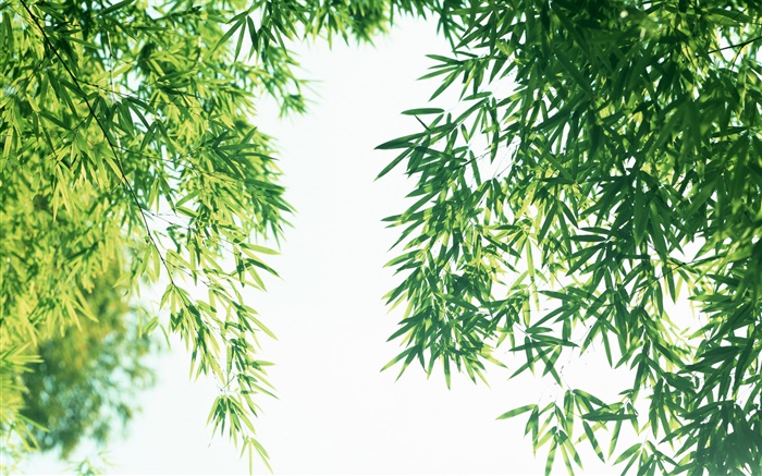 Verano hojas de bambú fresca Fondos de pantalla, imagen