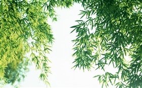 Verano hojas de bambú fresca