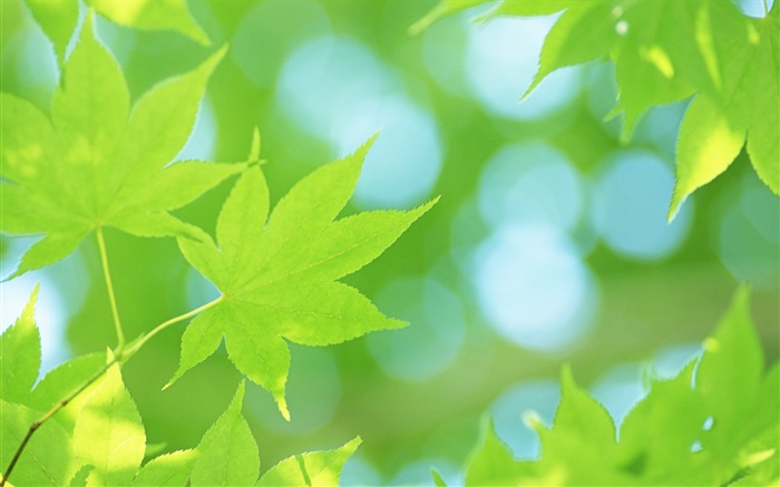 Verano, hojas de arce verdes Fondos de pantalla, imagen