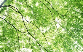 Verano, árboles de arce,, rayos del sol verde HD fondos de pantalla
