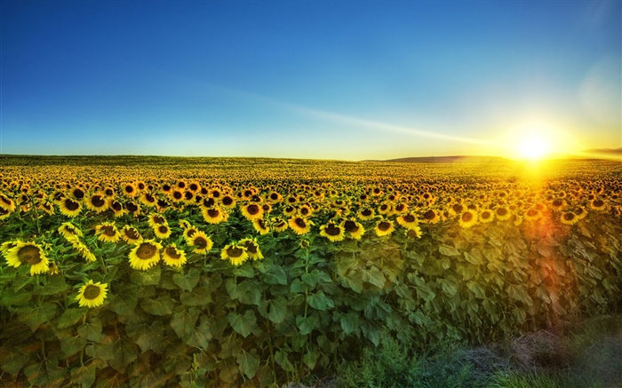Girasol en plena floración, sol, campo Fondos de pantalla, imagen