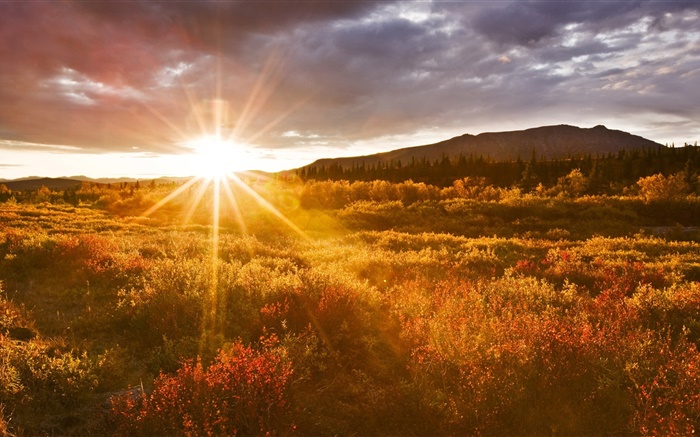 Puesta de sol, la hierba, el Parque Nacional de Denali, Alaska, EE.UU. Fondos de pantalla, imagen