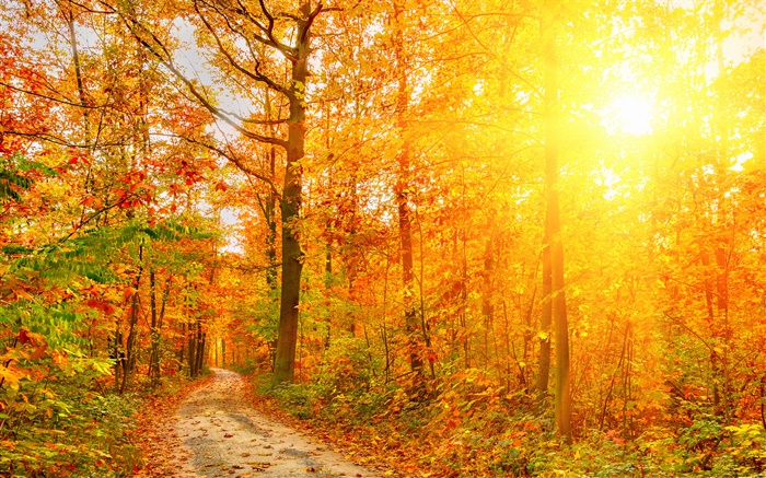 Sol, árboles, bosque, otoño, camino Fondos de pantalla, imagen