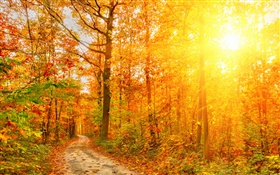 Sol, árboles, bosque, otoño, camino
