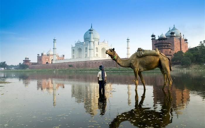 Taj Mahal, India, camello Fondos de pantalla, imagen