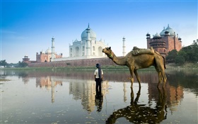 Taj Mahal, India, camello HD fondos de pantalla