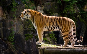 vista lateral de tigre