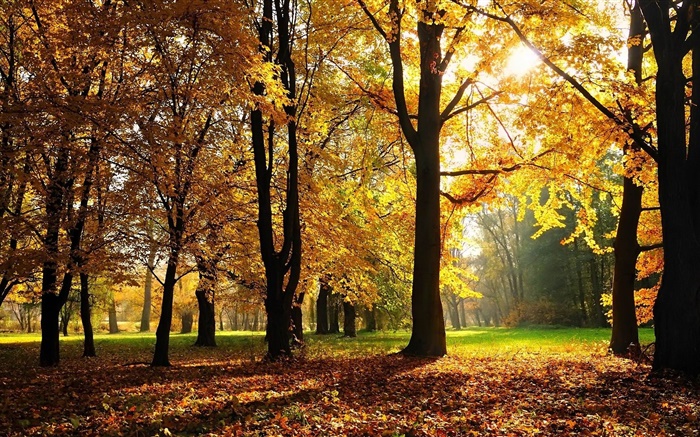 Árboles, otoño, hojas rojas, rayos de sol Fondos de pantalla, imagen
