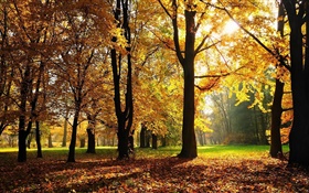 Árboles, otoño, hojas rojas, rayos de sol HD fondos de pantalla