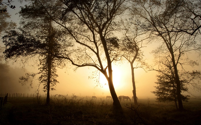 Los árboles, caballo, por la mañana, la niebla, la salida del sol Fondos de pantalla, imagen