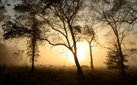 Los árboles, caballo, por la mañana, la niebla, la salida del sol