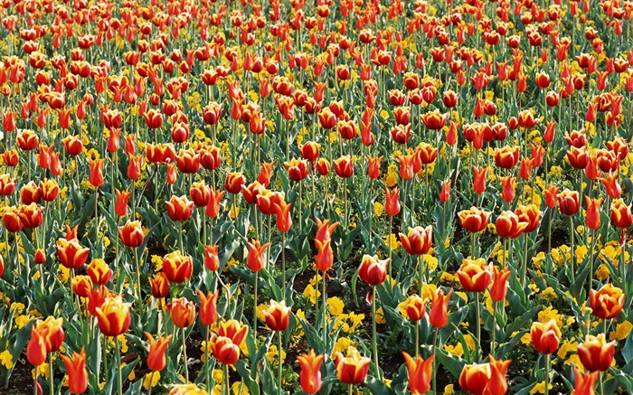 Campo del tulipán, muchas flores de tulipán Fondos de pantalla, imagen