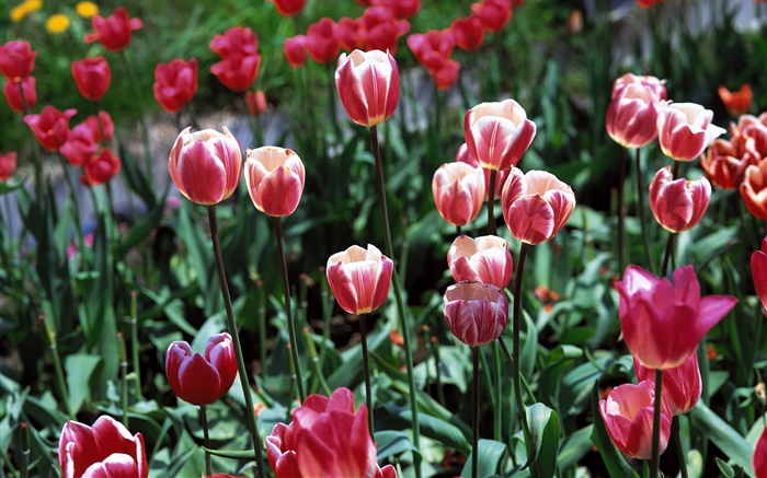 Flores del tulipán del primer plano, campo Fondos de pantalla, imagen