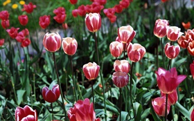 Flores del tulipán del primer plano, campo