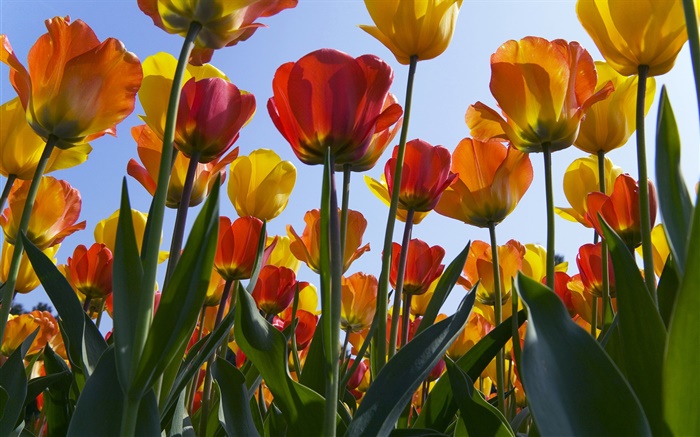 Tulip campo de flores, el cielo azul Fondos de pantalla, imagen