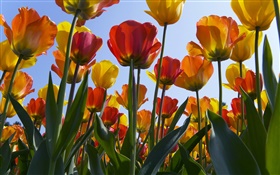 Tulip campo de flores, el cielo azul HD fondos de pantalla