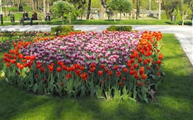 flores de tulipán en el parque HD fondos de pantalla