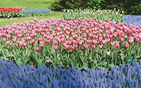 Tulipanes y jacintos, parque de flores HD fondos de pantalla