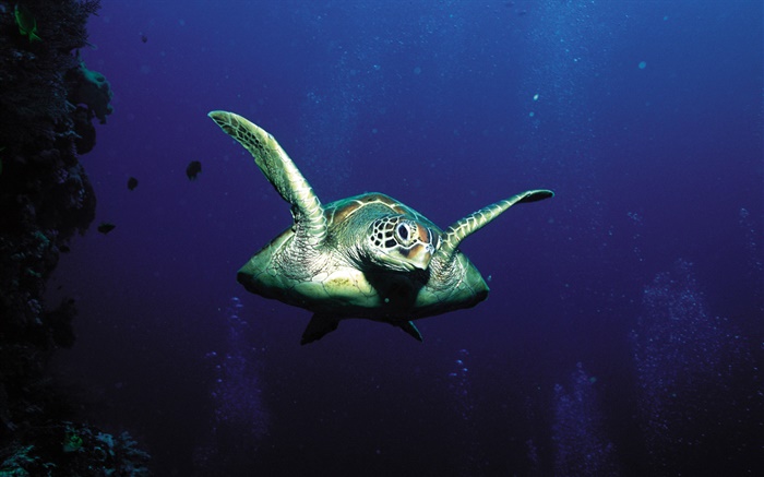 tortugas, de aguas profundas Fondos de pantalla, imagen