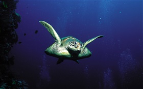 tortugas, de aguas profundas HD fondos de pantalla
