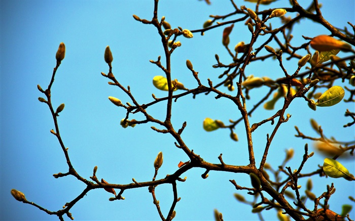 Las ramas, brotes, primavera, cielo azul Fondos de pantalla, imagen