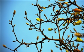 Las ramas, brotes, primavera, cielo azul